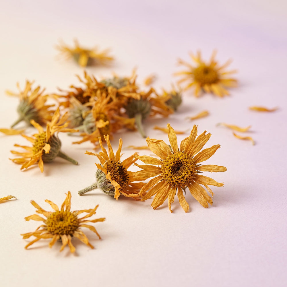 Arnica Montana flowers